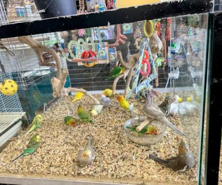Birdsmart