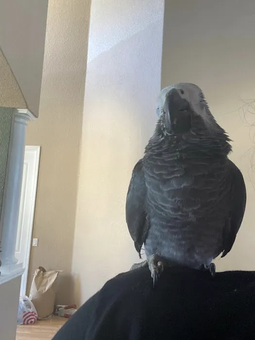 Birdsmart Picture 10