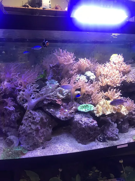 Coral Reef Aquariums Picture 8