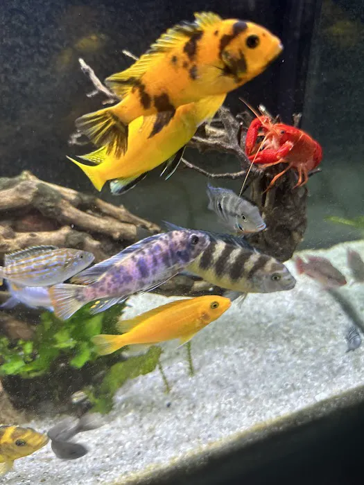 Coral Reef Aquariums Picture 6