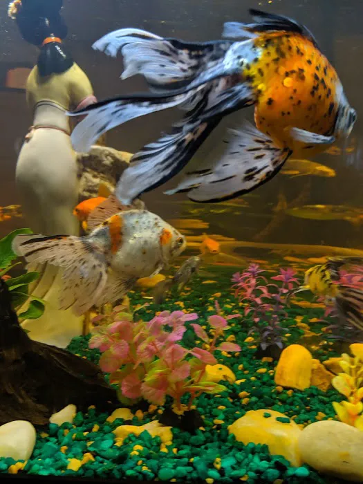 Coral Reef Aquariums Picture 10