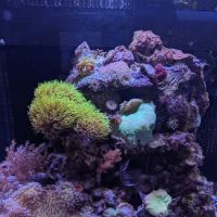 Coral Reef Aquariums ico
