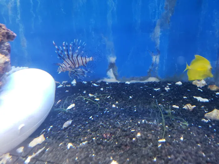 Coral Reef Aquariums Picture 9