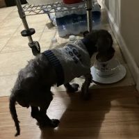 Banfield Pet Hospital ico