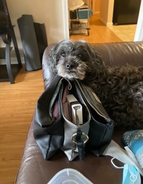 Banfield Pet Hospital Picture 2