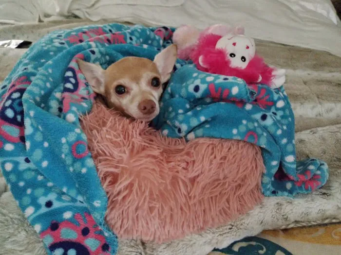 Banfield Pet Hospital Picture 8