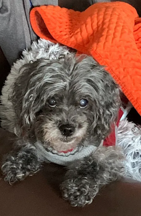 Banfield Pet Hospital Picture 3