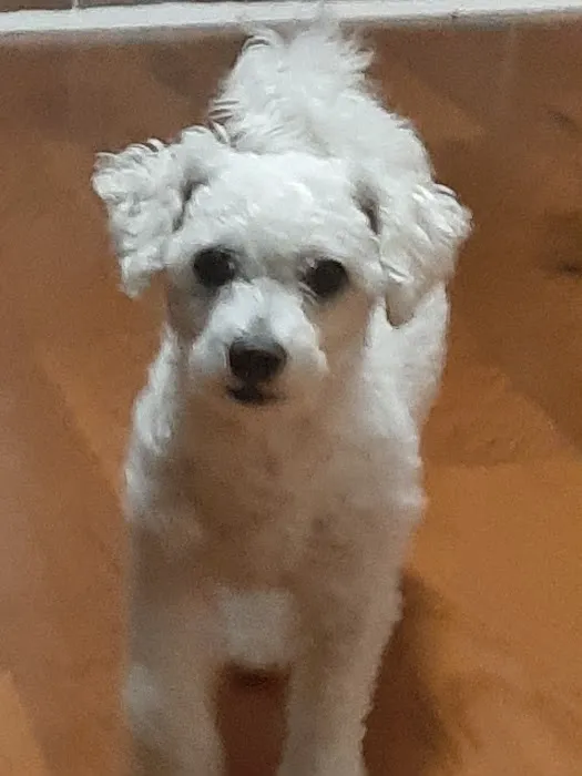 Vetco Vaccination Clinic Picture 3