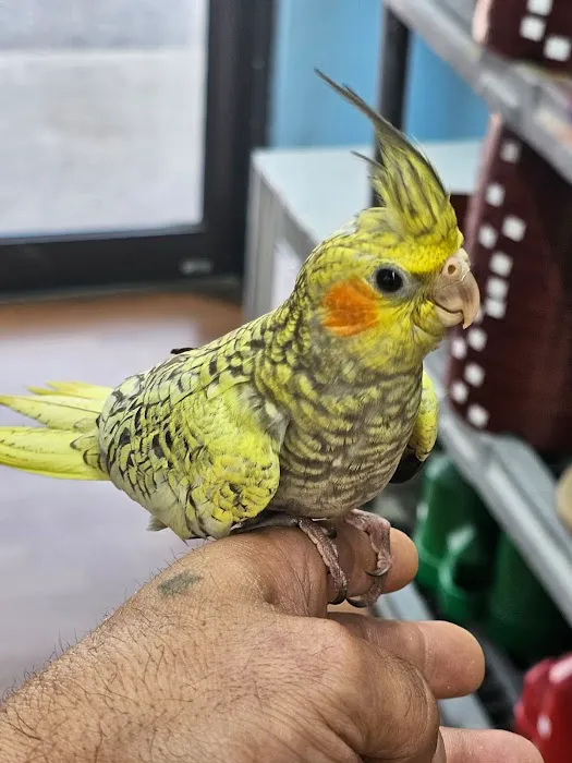 Zuri Palomas Pet Shop Picture 7