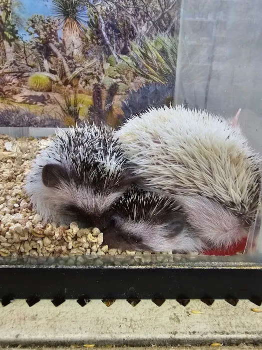 Zuri Palomas Pet Shop Picture 10