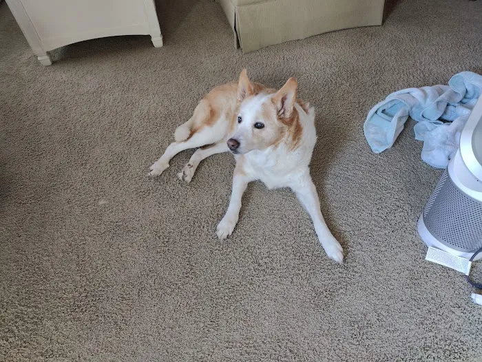 NorthStar VETS Picture 6