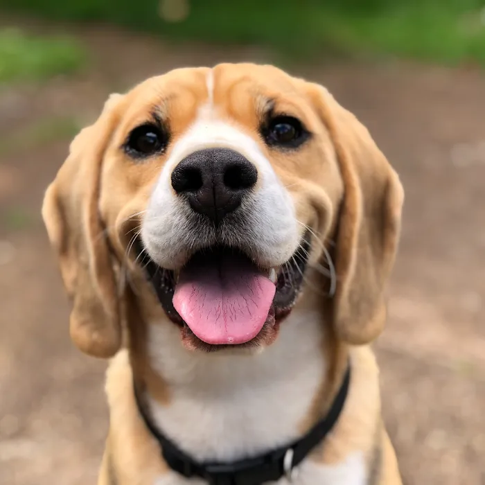 Furry Friends Mobile Vet Picture 10