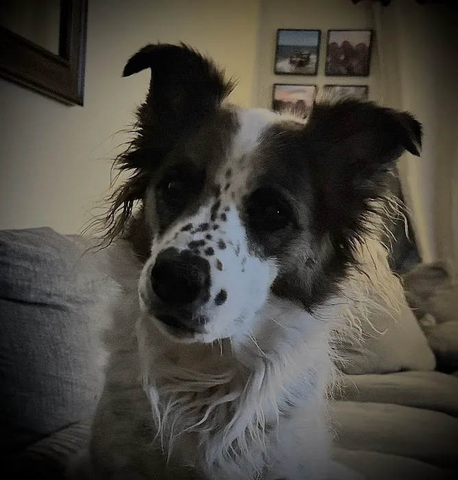 Furry Friends Mobile Vet Picture 3