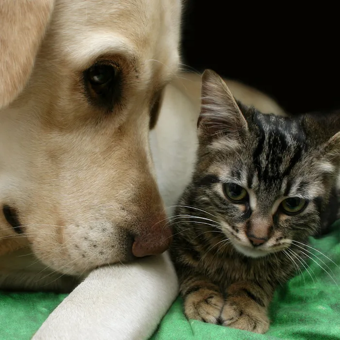 Furry Friends Mobile Vet Picture 9