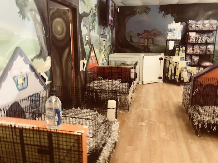 Puppies Tampa Picture 2