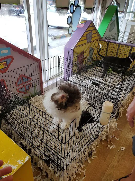 Puppies Tampa Picture 1