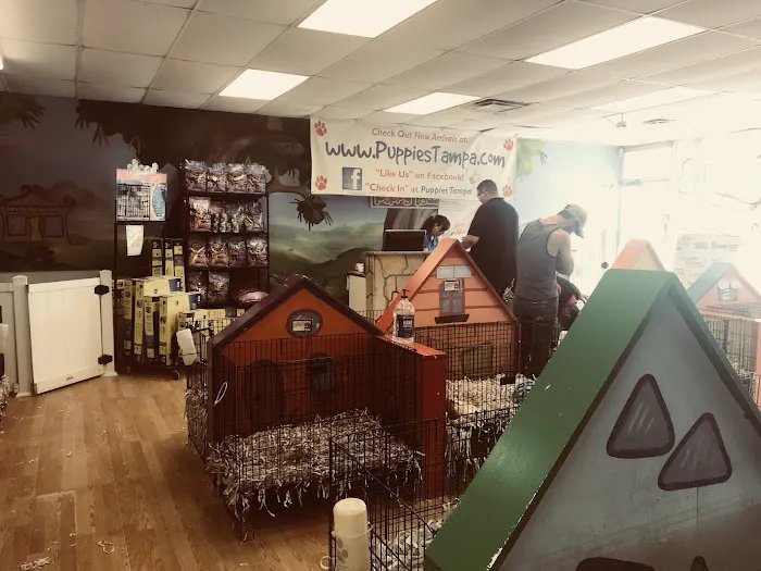 Puppies Tampa Picture 3