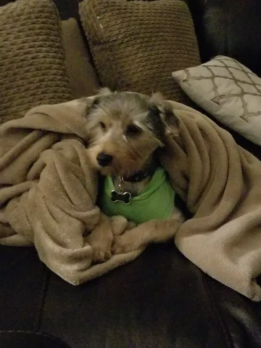 Puppies Tampa Picture 4