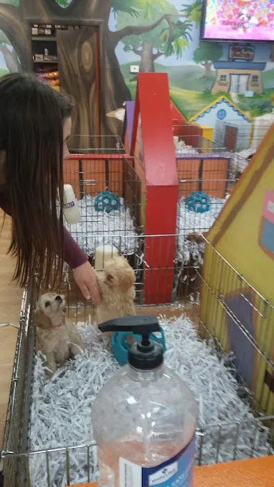 Puppies Tampa Picture 5