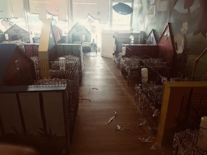 Puppies Tampa Picture 8