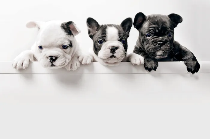 Puppies Tampa Picture 7