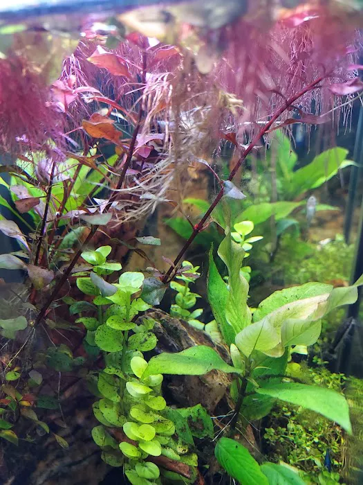 AGA Aquarium Service Picture 6