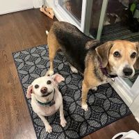 Sea Girt Animal Hospital ico