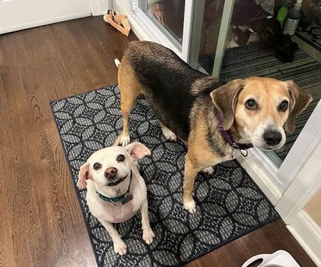 Sea Girt Animal Hospital