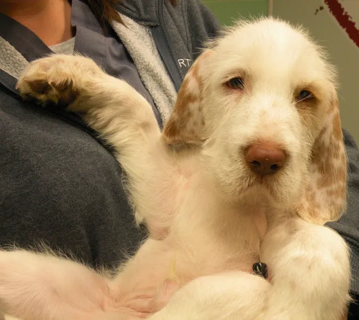 Sea Girt Animal Hospital Picture 6