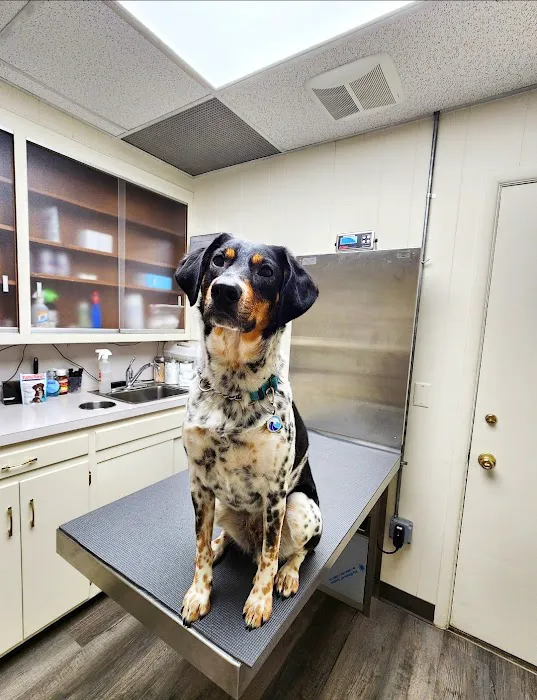 Brielle Animal Clinic Picture 3