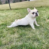 Brielle Animal Clinic ico