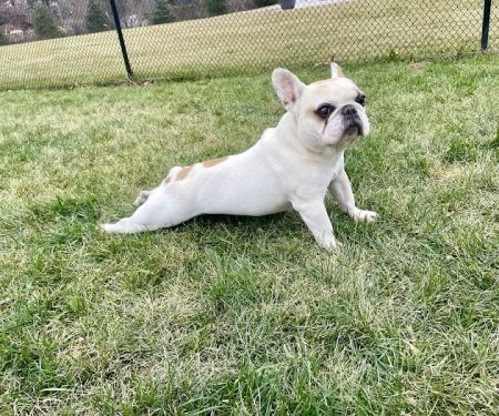 Brielle Animal Clinic