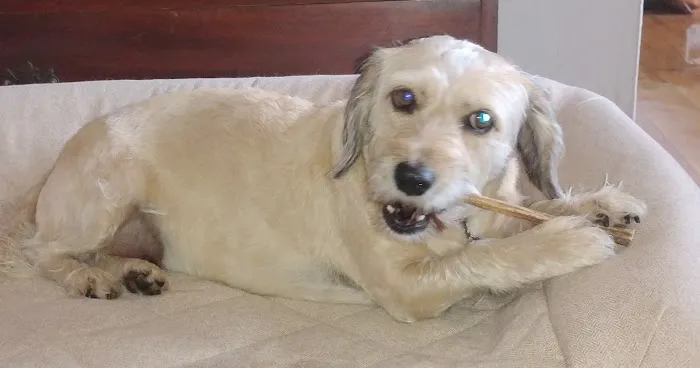 Brielle Animal Clinic Picture 5