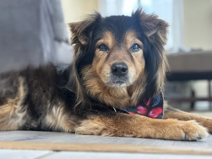 Beach Animal Hospital and Specialty Services Picture 5