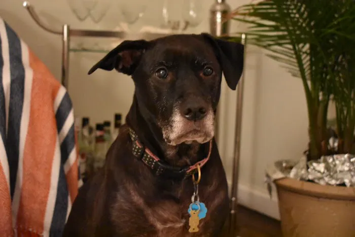 Beach Animal Hospital and Specialty Services Picture 10