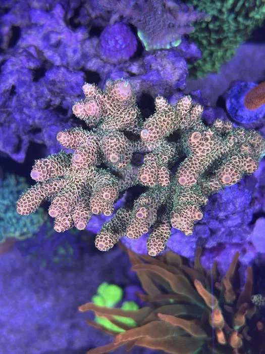 Life Oceanic Picture 1