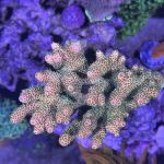 Life Oceanic