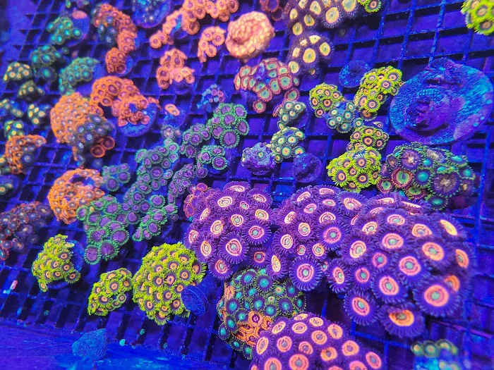 Life Oceanic Picture 9