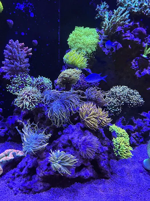 Life Oceanic Picture 4