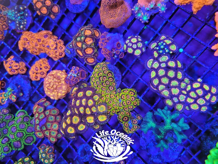Life Oceanic Picture 10