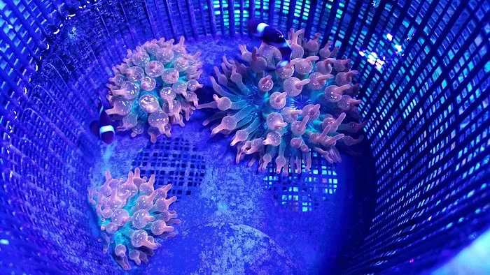 Life Oceanic Picture 3