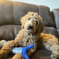 Petco ico