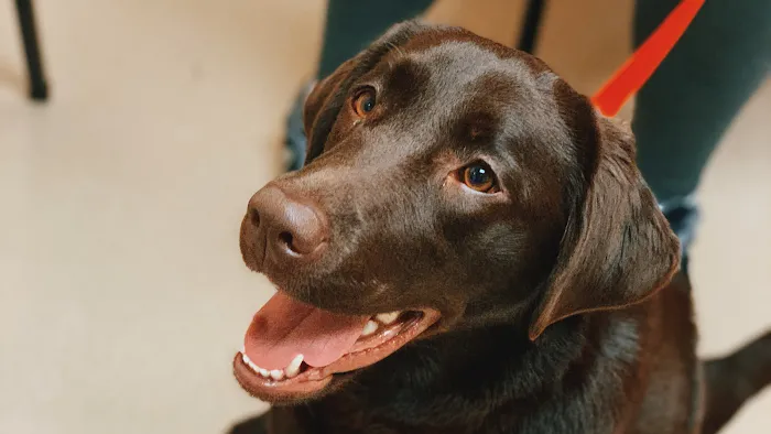 Deerwood Animal Hospital Picture 10