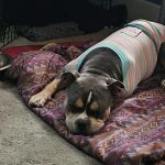 Deerwood Animal Hospital