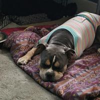 Deerwood Animal Hospital ico