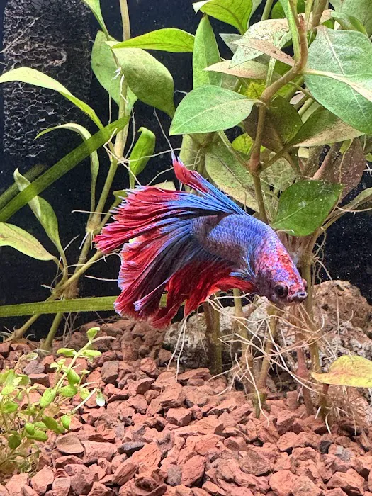 Westside Aquarium & Pets Picture 6