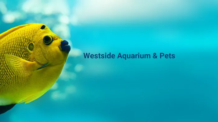Westside Aquarium & Pets Picture 5