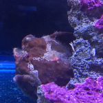 Corals and Fins