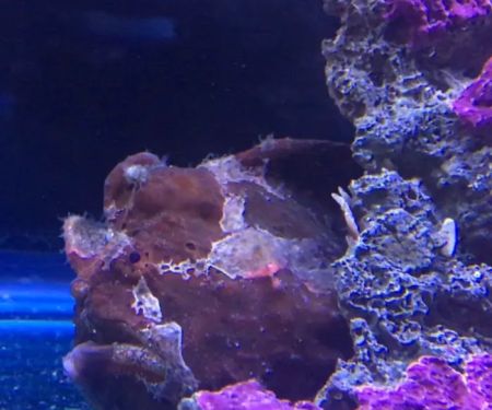 Corals and Fins