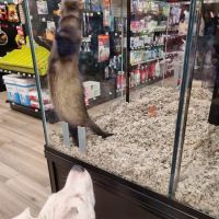 Pet Supermarket ico